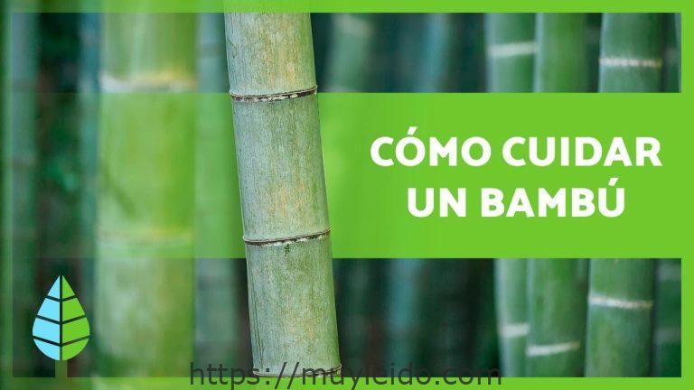 Consejos para cuidar un bambú y mantenerlo saludable
