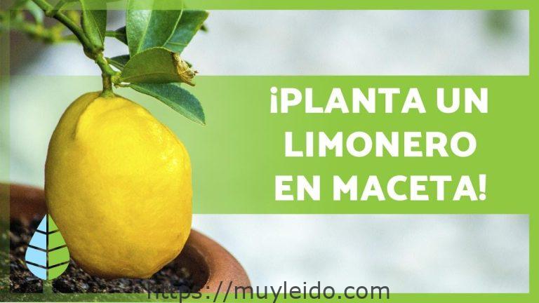 Cuidado del limonero en maceta: consejos y trucos para un crecimiento saludable