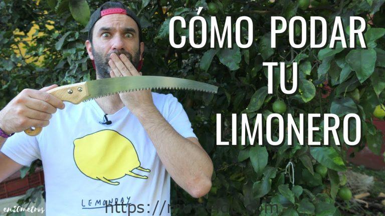 Guía completa para podar un limonero de forma adecuada