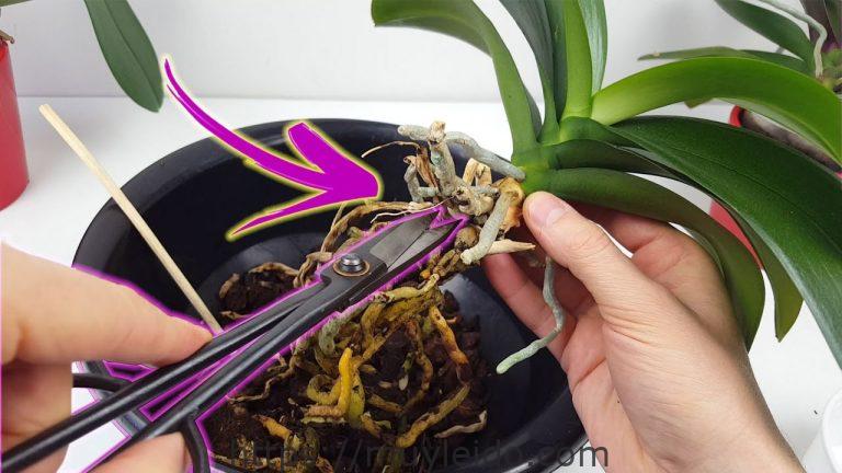 Cómo trasplantar orquídeas – Guía paso a paso y consejos expertos