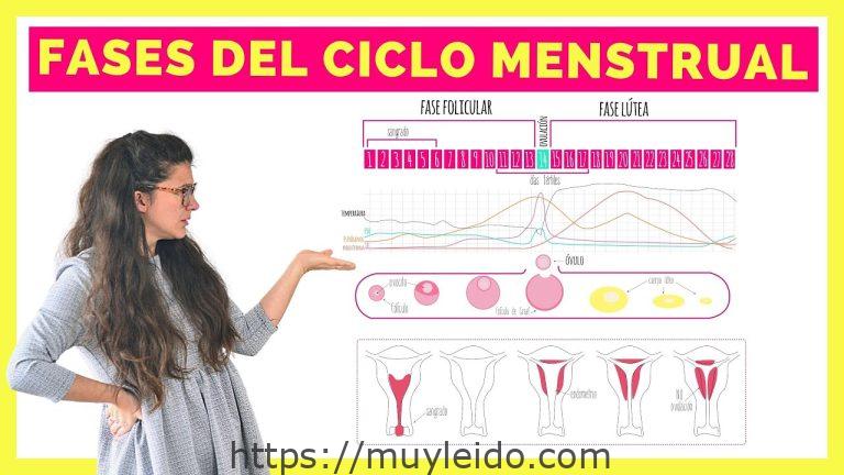 Descubre tu fase del ciclo menstrual fácilmente