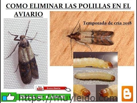 Elimina eficazmente las larvas de polillas: métodos para matarlas