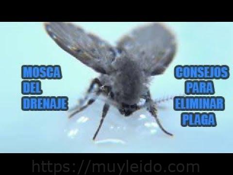 Elimina moscas de la humedad: consejos efectivos