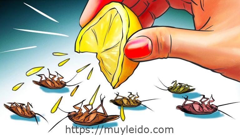 Elimina plaga de cucarachas: consejos y trucos eficaces