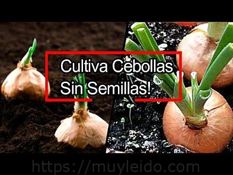 Guía completa para cultivar cebolla con éxito