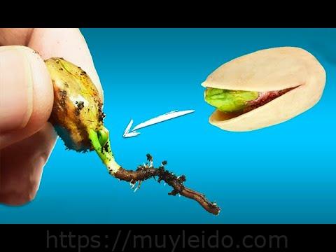 Guía completa sobre cómo plantar pistachos: consejos y técnicas eficientes