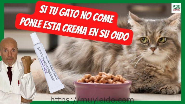 Soluciones para gatos que no quieren comer y se sienten decaídos